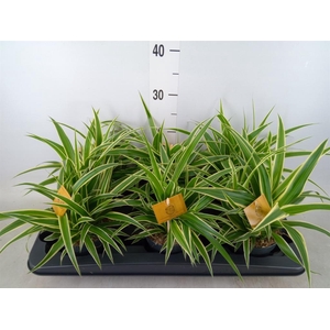 Chlorophytum com. 'Ocean'