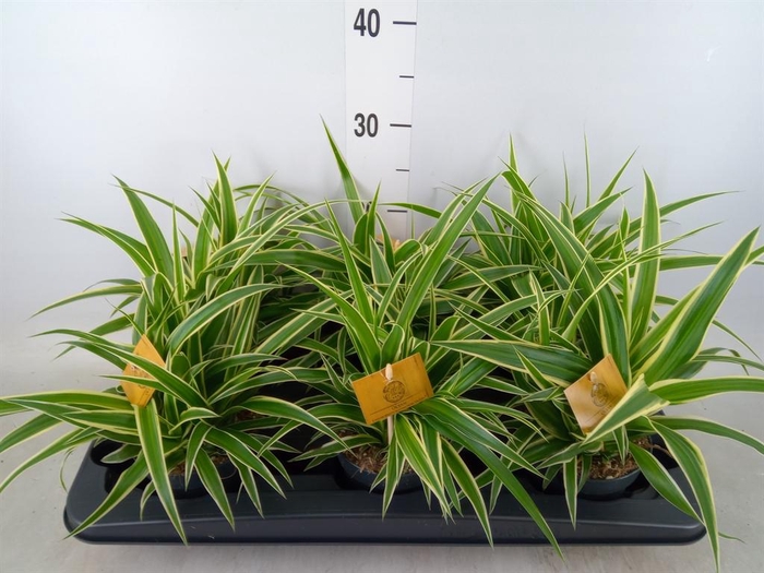 <h4>Chlorophytum com. 'Ocean'</h4>