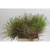 Allium Schubertii