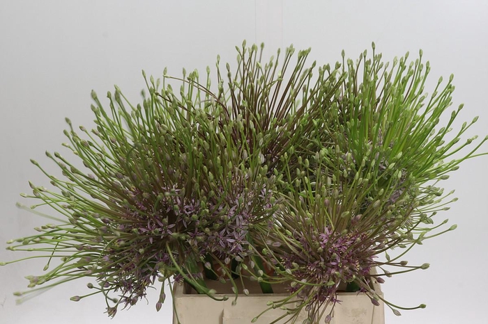 <h4>Allium Schubertii</h4>