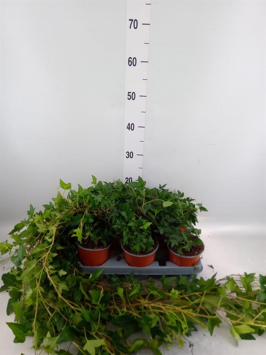 <h4>Hedera helix 'Shamrock'</h4>