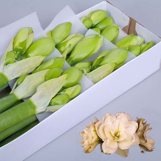 <h4>AMARYLLIS WHITE AMADEUS</h4>