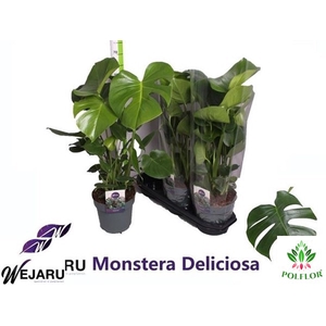 Monstera deliciosa 19Ø 70cm 3pp