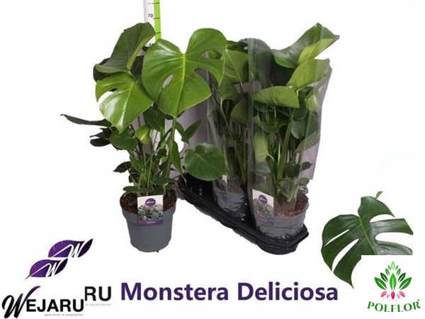 Monstera deliciosa 19Ø 70cm 3pp