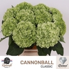Hydrangea cannonball classic