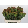 Leucadendron Laurel Yellow