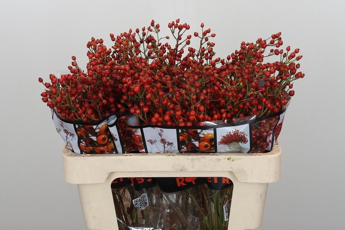 <h4>ROSA ROSEFR ELITE</h4>