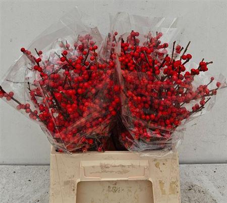 <h4>Ilex Ve Rode Bes</h4>