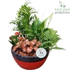SC082 Olivia Red 5PP Mix