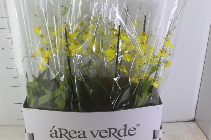 <h4>ONCIDIUM ALOHA P15</h4>