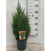 Juniperus chinensis Stricta