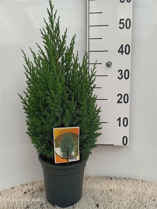 Juniperus chinensis Stricta
