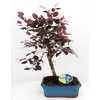 Loropetalum
