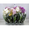 Phalaenopsis multi.   ...mix