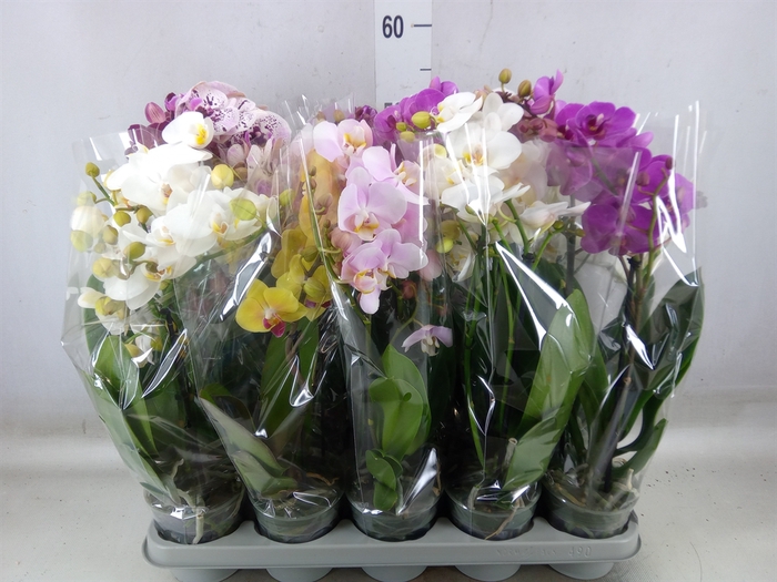 Phalaenopsis multi.   ...mix