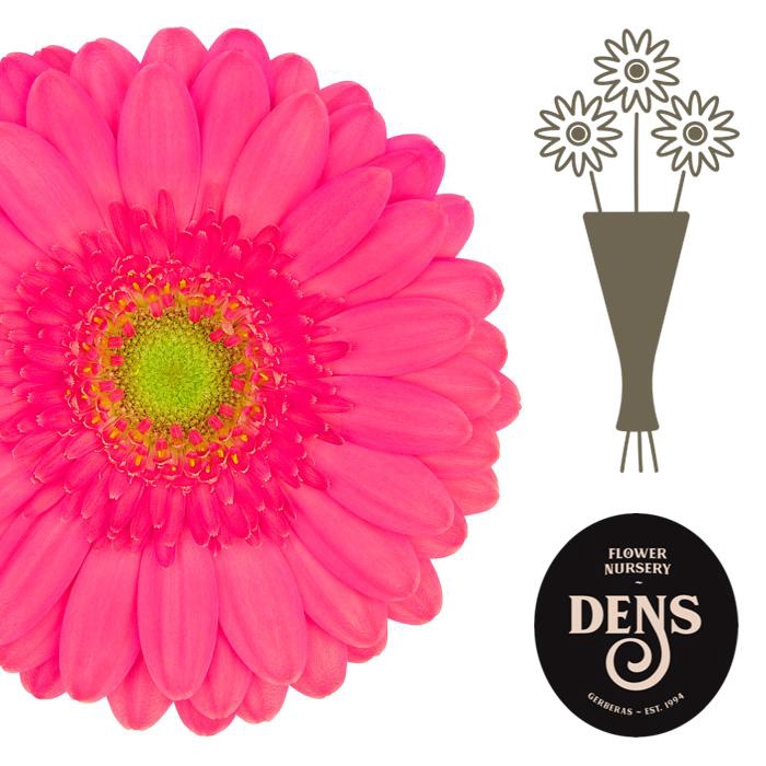 <h4>Germini Scoop Water</h4>