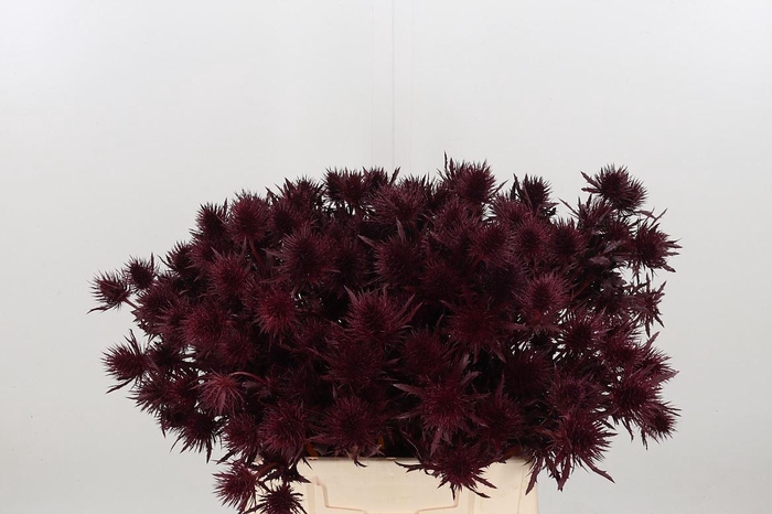 <h4>Eryn Magnetar Kl Bh Bordeaux</h4>