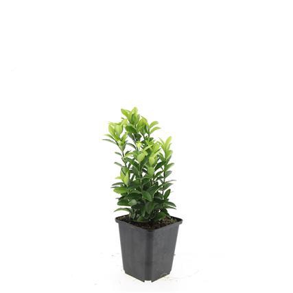 <h4>Euonymus jap. 'Green Spire'</h4>