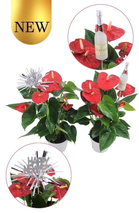 <h4>Anthurium XL.9 Jambo Red 14cm met 2 verschillende nieuwsjaarsstekers</h4>