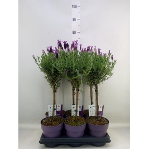 Lavandula stoec. 'Anouk'
