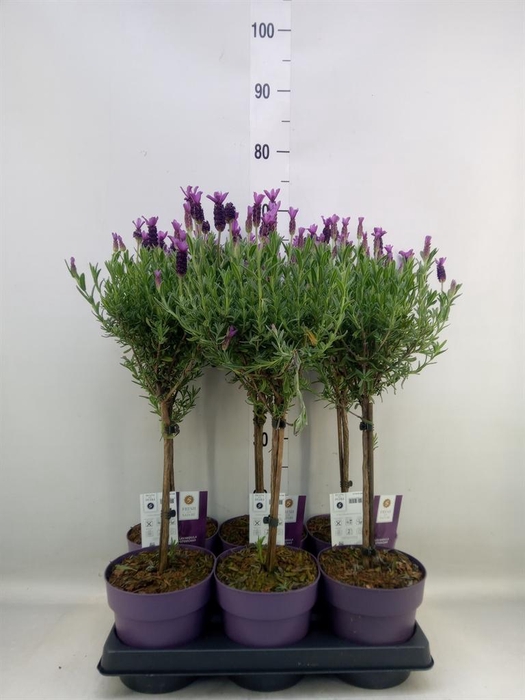 <h4>Lavandula stoec. 'Anouk'</h4>