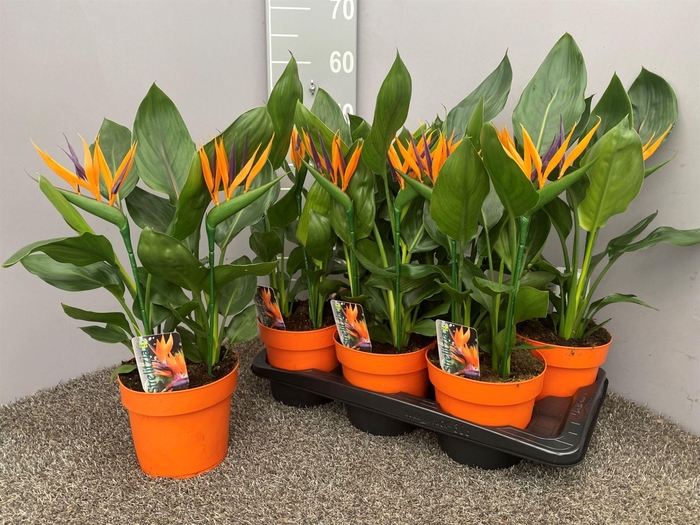 <h4>Arr. Strelitzia L%</h4>