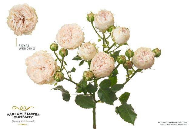 Rosa Spray Garden Royal Wedding