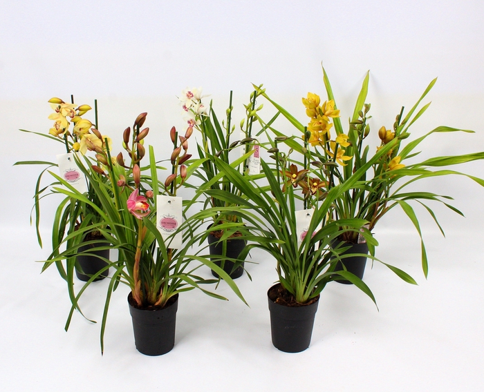 <h4>Cymbidium piccobello mix 3-4 tak</h4>