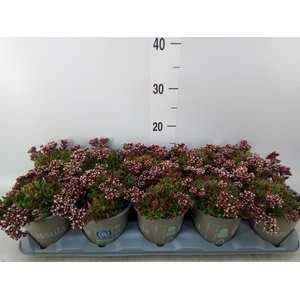 Crassula schmidtii