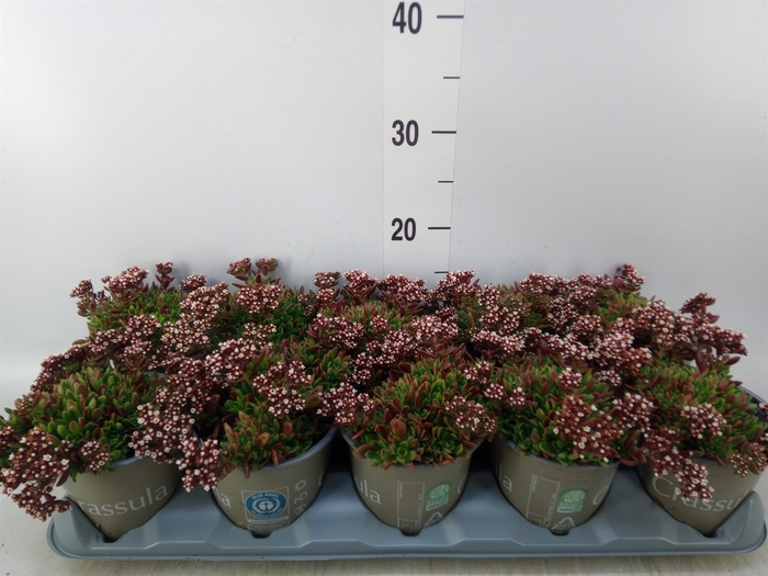 <h4>Crassula schmidtii</h4>