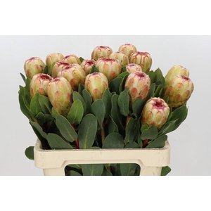 Protea Grandicolor