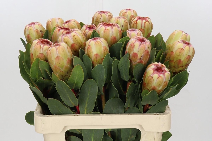 <h4>Protea Grandicolor</h4>