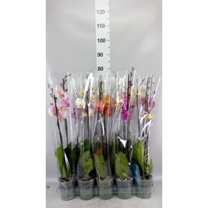 Phalaenopsis   ...mix  5