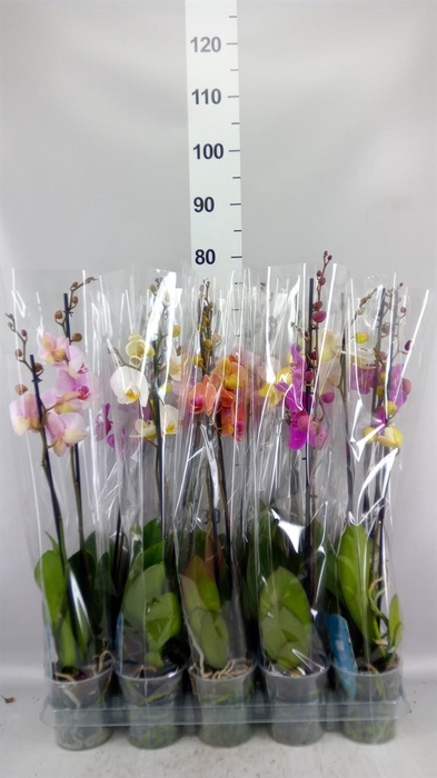 <h4>Phalaenopsis   ...mix  5</h4>