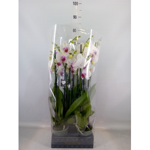Phalaenopsis  'Red Lips'