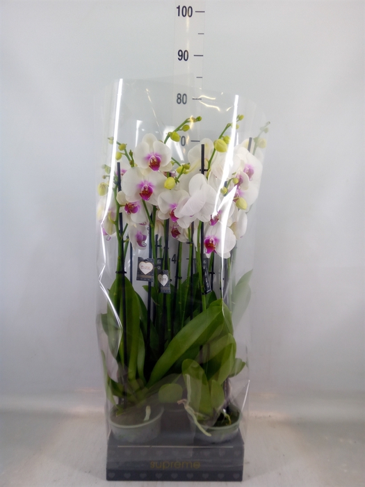 <h4>Phalaenopsis  'Red Lips'</h4>