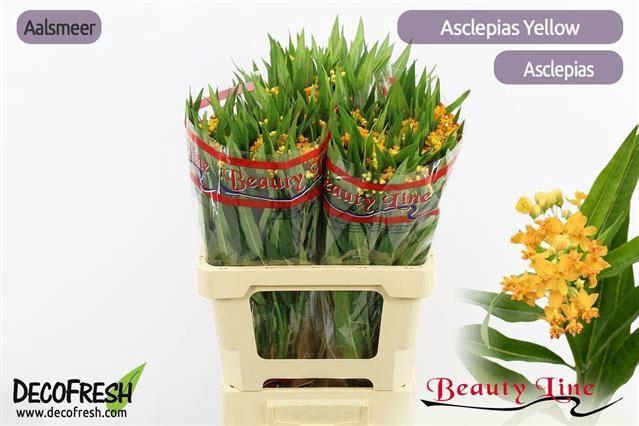 <h4>Ascl Incarnata</h4>