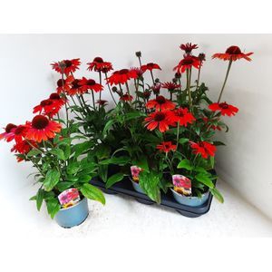 <h4>ECHINA SOM SALSA RED</h4>