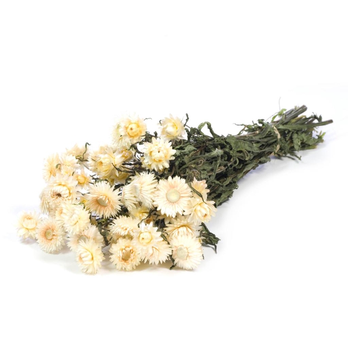 <h4>Helichrysum Natural White</h4>