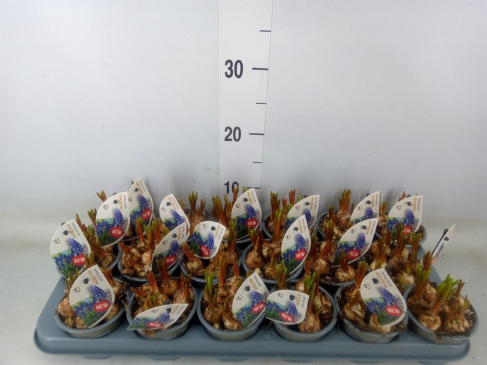 <h4>Muscari ...</h4>