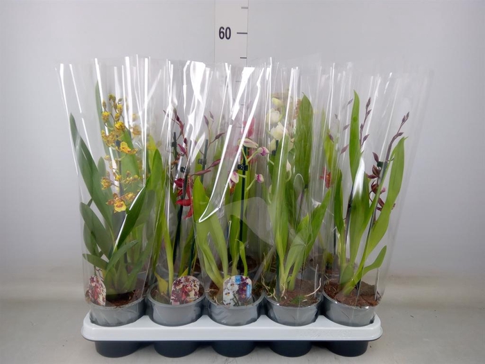 <h4>Cambria   ...mix</h4>