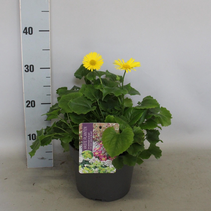 <h4>vaste planten 19 cm  Doronicum orientale*</h4>