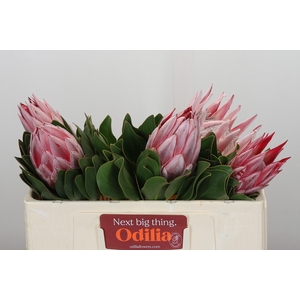 Protea Cynaroides Super