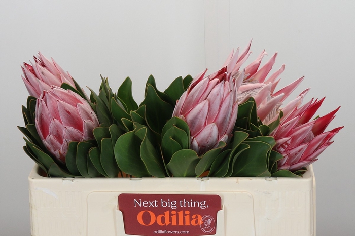 <h4>Protea Cynaroides Super</h4>