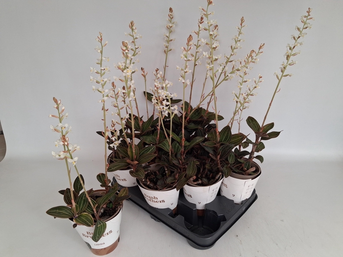 <h4>LUD DISCOLOR</h4>