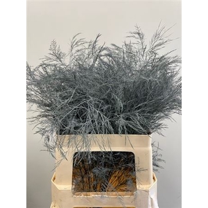 Treefern Grey