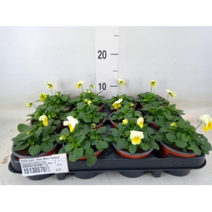Viola corn. 'Evo Mini Yellow'