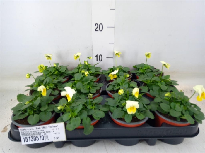 <h4>Viola corn. 'Evo Mini Yellow'</h4>