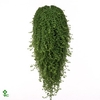 Pilea Depressa licht