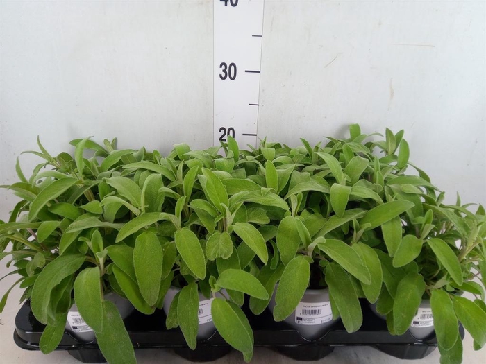 <h4>Salvia officinalis</h4>